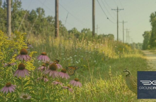 A Georgia utility corridor with a low-grow native plant community supporting monarch butterflies, bumblebees, and a northern bobwhite quail among blooming wildflowers.